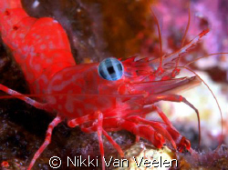 Shrimp close up taken on a night dive. by Nikki Van Veelen 